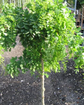 Robinia Pseudoacacia Twisty Baby Toppodet Stamme