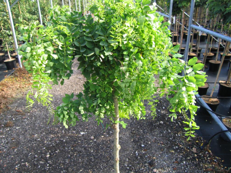 Robinia Pseudoacacia Twisty Baby Toppodet 120 Stamme
